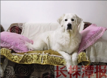 狗狗的富贵病，威胁着狗狗的健康和自信