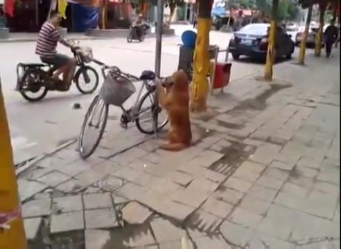 [视频]懂事金毛狗看守主人的自行车