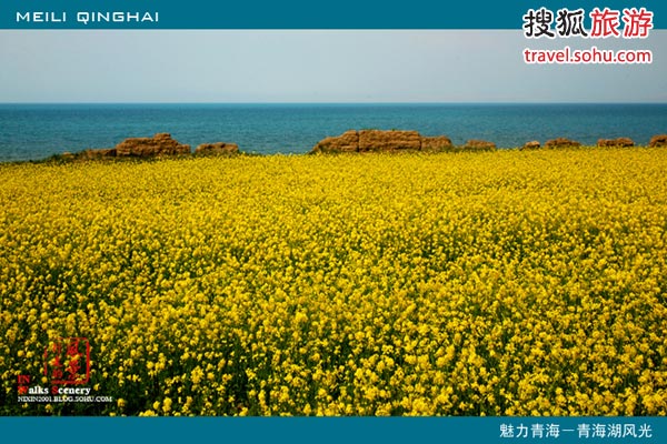 青海湖超全旅游攻略 环湖观鸟惬意赏花