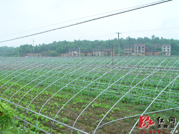 茶陵今年计划完成蔬菜基地扩面800亩_湖南频道_红网