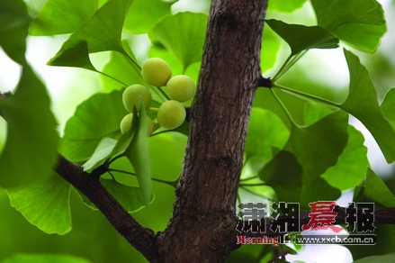 文章- 进入6月长沙绿化带像个水果店 不过水果