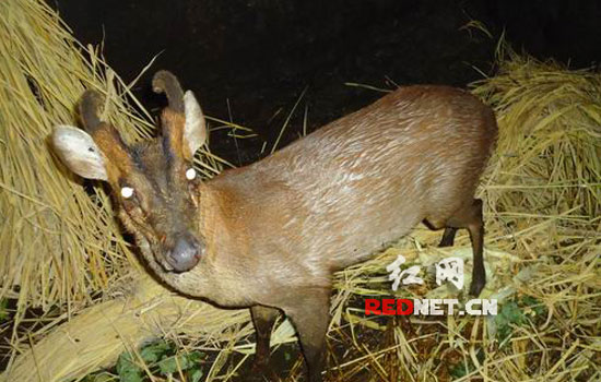 隆回:台风达维惹祸野麂子霸占猪窝(图)_湖南