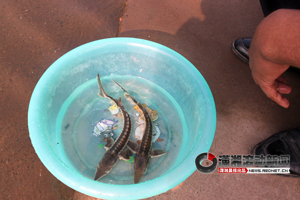 沅陵捕获罕见黄金鳖被爱好者购买供人观赏[图