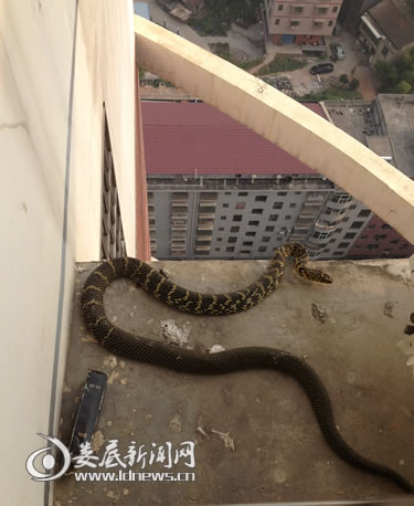 小区家庭餐馆爬出巨蛇吓坏居民(图)