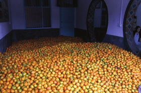石门柑橘滞销三分之二,售价只有去年一半