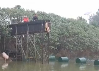 [视频]农民让家养猪练高台跳水提升肉质