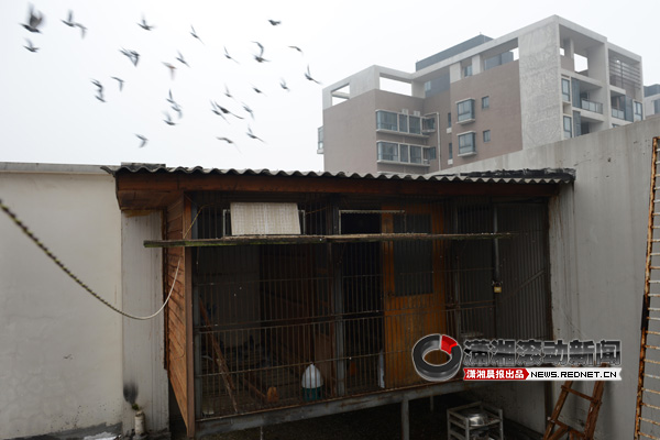 陈勇/11月21日，湘江北尚小区7栋，楼顶上喂养的鸽子，影响了一些...