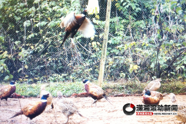 双峰有群水果鸡 每天晨练听英语吃水果好惬意
