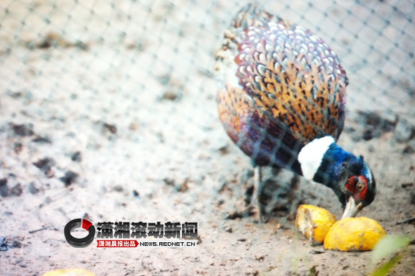 双峰有群水果鸡 每天晨练听英语吃水果好惬意