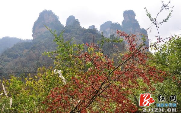 张家界冬季旅游红火 景色美价格低受游客青睐