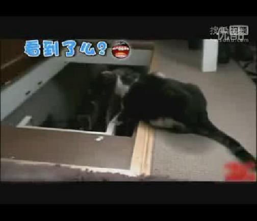 充气娃娃实战视频播放 光棍影院手机在线观看 兽皇