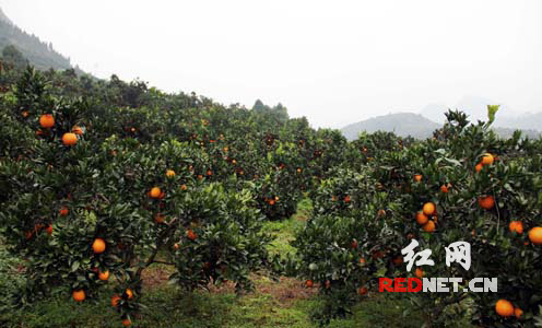 龙山推广柑橘留树保鲜 描绘新农村美丽画卷