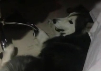 [视频]哈士奇顶嘴向主人撒娇