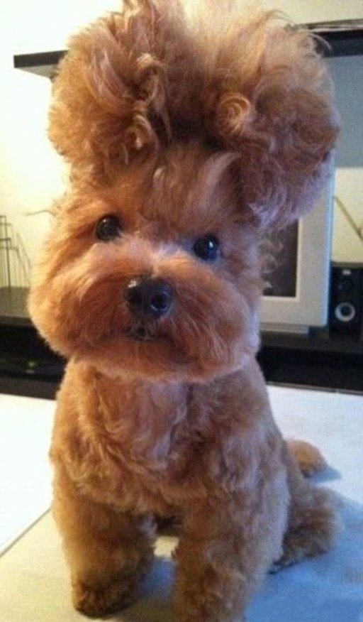 国外网站评选最搞笑动物照