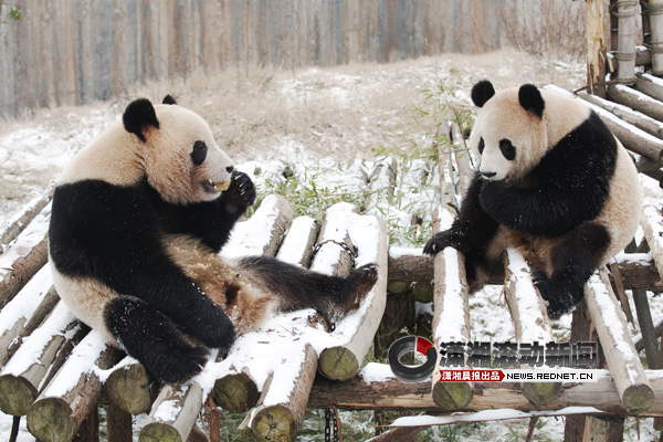 大熊猫奇福和妮妮在同一个运动场,奇福趴