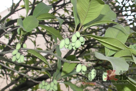 桂花树的果实.图/读者胡先生