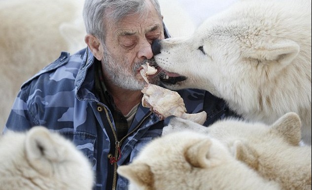 德国79岁男子&ldquo;与狼共食&rdquo; 化身头狼统领29只猛兽
