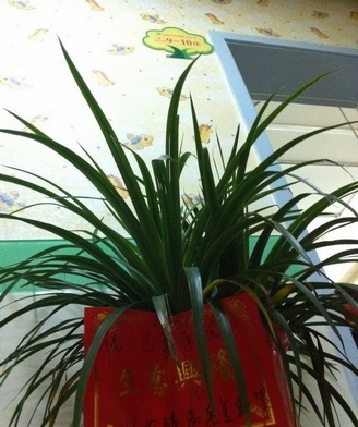 浏阳一医院现生意兴隆花篮 网友大呼雷人(图