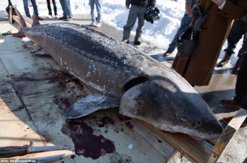 美国渔民冒严寒凿冰捕鱼 获45公斤大型鲟鱼(图)