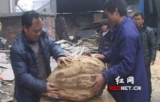 靖州挖出百斤重葛根王(图)