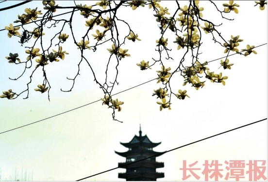 樱花争艳持续到四月 春风暖阳正是寻花问柳时