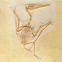 始祖鸟化石介绍