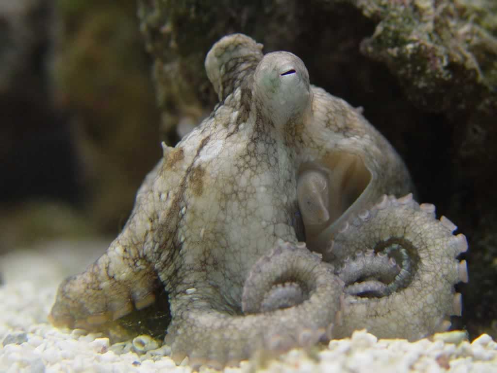 [视频]超级动物妈妈排行榜 第二名 章鱼
