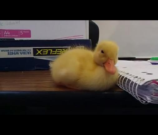 [视频]小鸭子在会计课上呼呼大睡