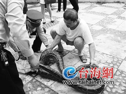 3.8米长蟒蛇闯入小区三大汉合力擒获放生（图）