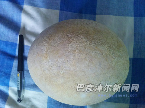 内蒙古发现距今约5-8万年鸵鸟蛋化石 被哄抢一空