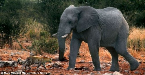 “胆大”的小豹子靠近象群试图在水洼里饮水。