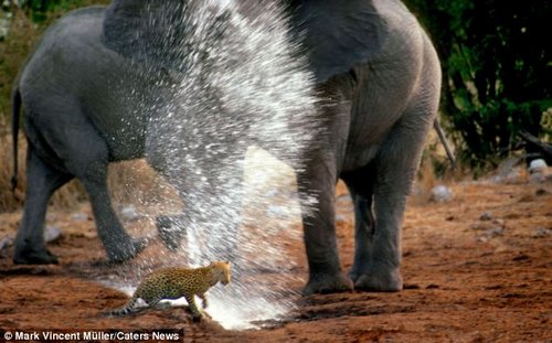 反被一头大象甩鼻子喷水赶走。