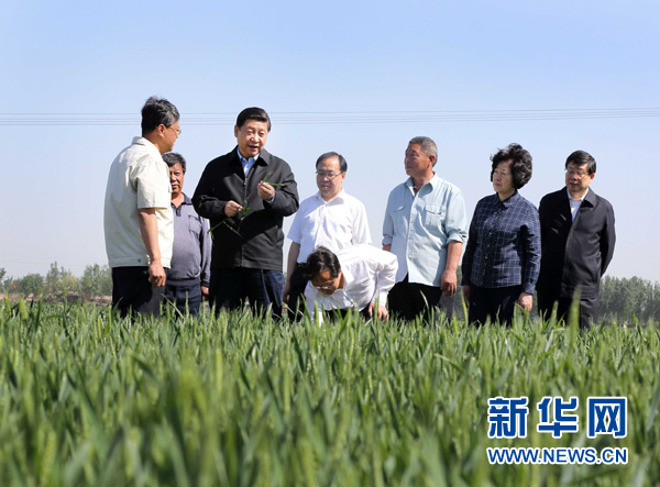  5月14日至15日，中共中央总书记、国家主席、中央军委主席习近平在天津考察工作。这是习近平在武清区南蔡村镇丁家瞿阝村小麦生产大田察看小麦生长情况。新华社记者兰红光摄