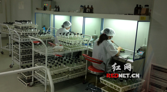 在大浦乡村世界，专家们用离体的植物器官、组织、细胞在人工培植的培养基上进行培养，就可以获得一颗完整的植物。