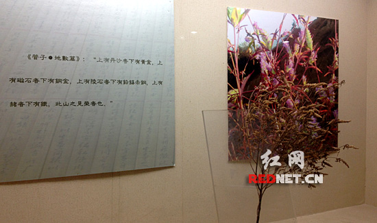 铜草花，据说，长铜草花的地底下有铜矿。当地经验丰富的人以此找矿。