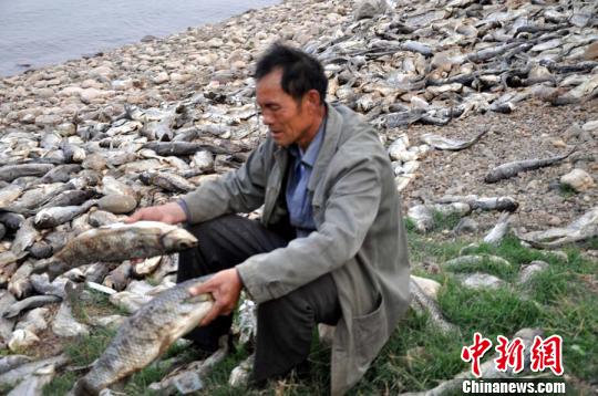 鱼被毒死,在近两个月时间张统军几乎每天都坐在鱼死堵里发呆。 田安民 摄
