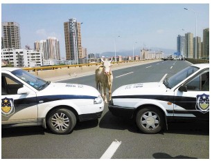 黄牛窜上公路交通瘫痪两小时7辆警车围堵（图）