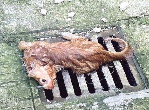香港流浪猫疑遭人扭断颈骨虐杀 场面恐怖（图）