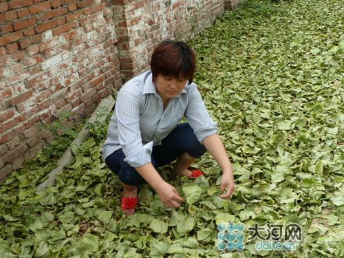 河南一工业园初夏树叶凋零环保局称“没污染”