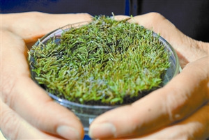 冰封400年苔藓“起死回生”复苏后蓬勃生长（图）