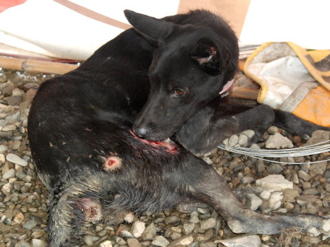 它因为行动不便，加上失去痛觉，“饿到吃自己的后腿肉、整块大腿肉快被啃光、惨不忍睹”。图自台湾今日新闻网