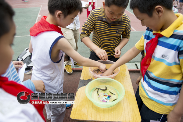 六一活动小学生们比赛捉泥鳅 30秒抓了十几条