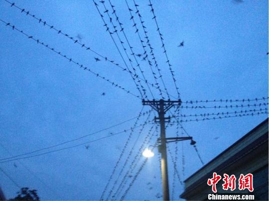 停留在电线上的麻雀　杜忠平　摄