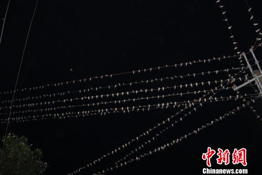 燕子排成整齐的队伍　万利邦　摄