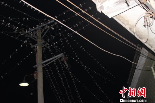 燕子数量众多　万利邦　摄