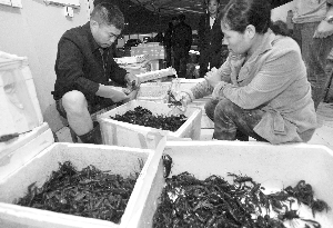 这种8钱以上的龙虾叫“大红”,能卖到28元~30元/斤