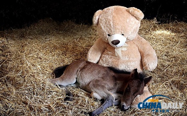 孤苦伶仃马驹把泰迪熊当妈妈 形影不离依偎撒娇