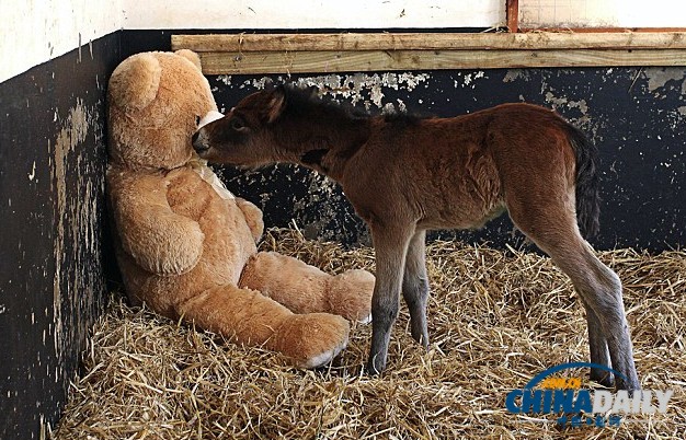 孤苦伶仃马驹把泰迪熊当妈妈 形影不离依偎撒娇