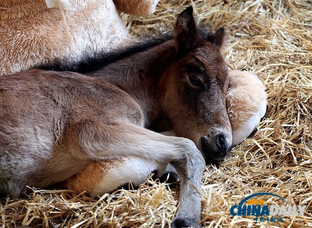 孤苦伶仃马驹把泰迪熊当妈妈 形影不离依偎撒娇