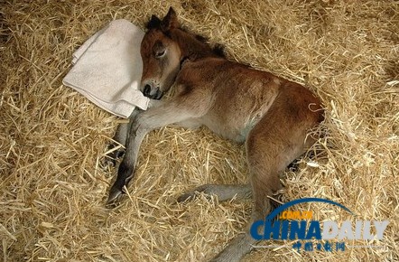 孤苦伶仃马驹把泰迪熊当妈妈 形影不离依偎撒娇